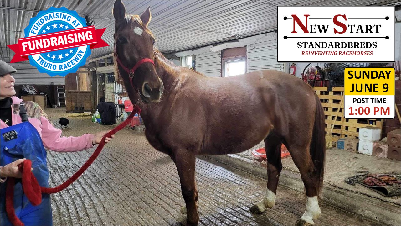 New Start Standardbreds